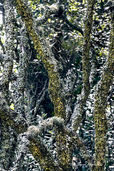 Natalie Pearce NZ photography, art, trees, co-existence, cotton rag